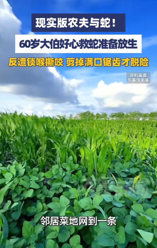 7月9日报道，浙江温州一条蛇被防护网缠住，邻居不敢动，找来一名大伯帮忙，大伯本打