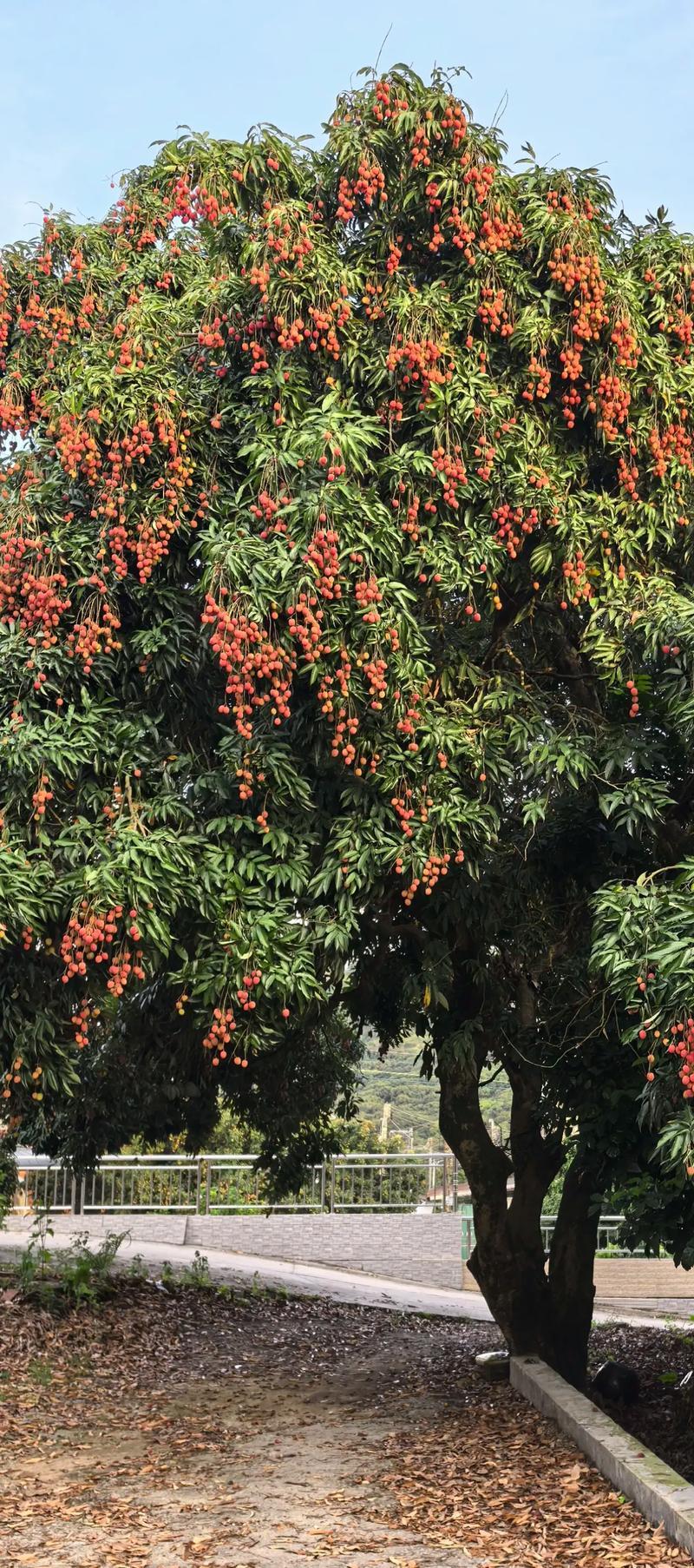 “因为你不乖，所以荔枝树不开花，今年妈妈没荔枝吃了”   ：一位年轻妈妈对孩子如