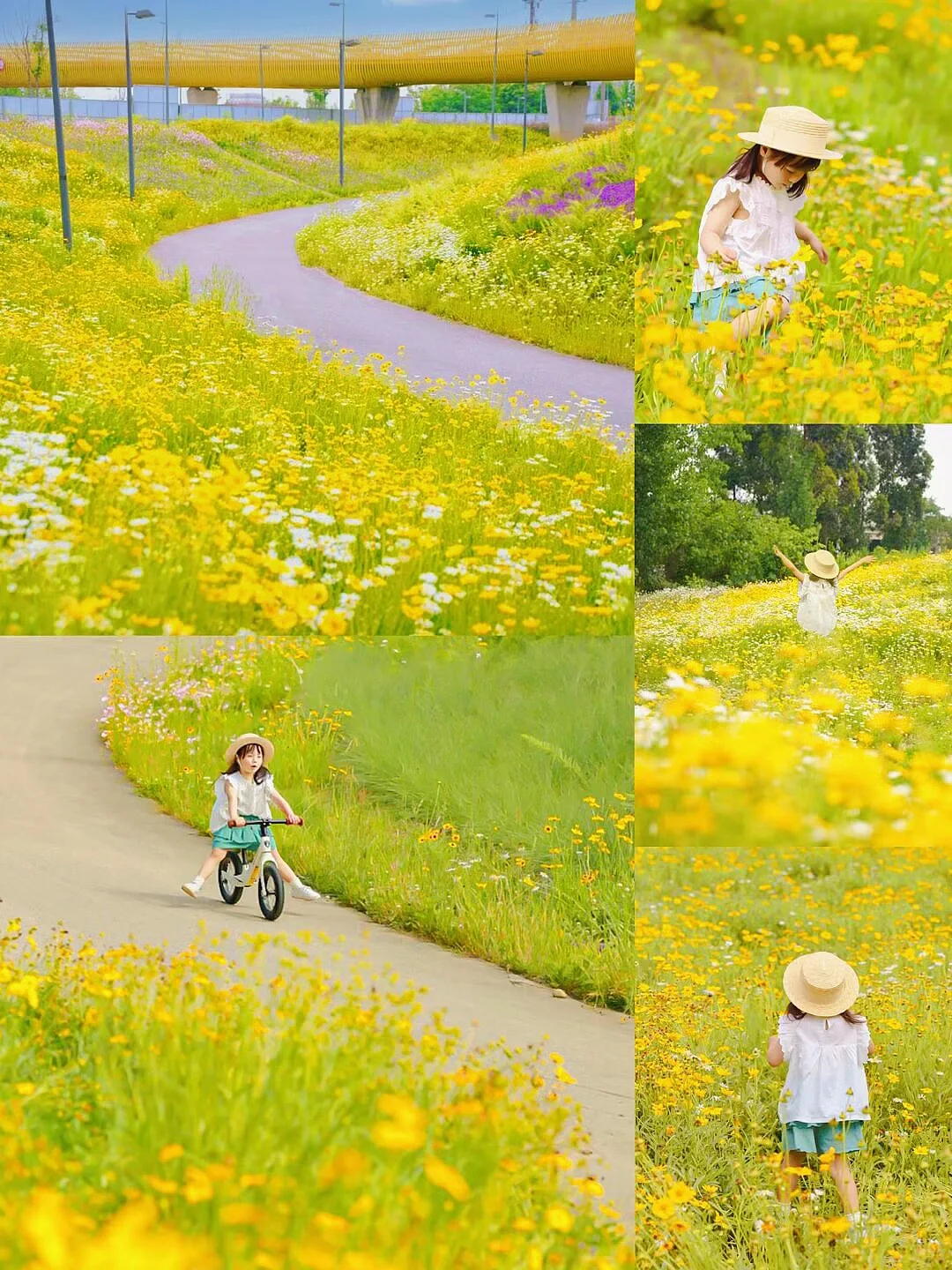 成都拍照🌼｜故事里的小黄花开满了整片山坡~