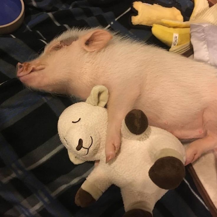 🐽🐑 ​​​