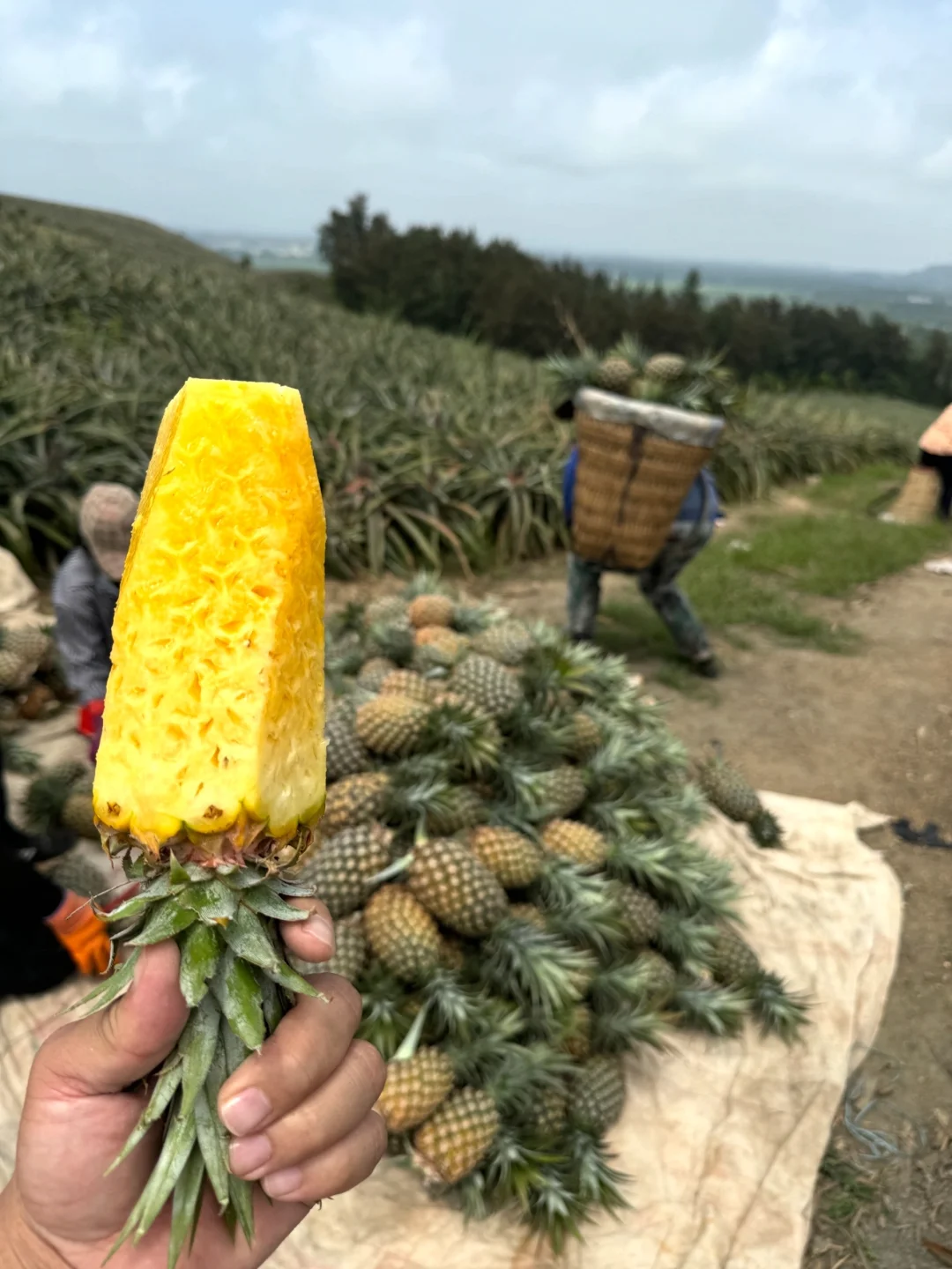 别拿自己身体开玩笑，低价的点💊凤梨需谨慎