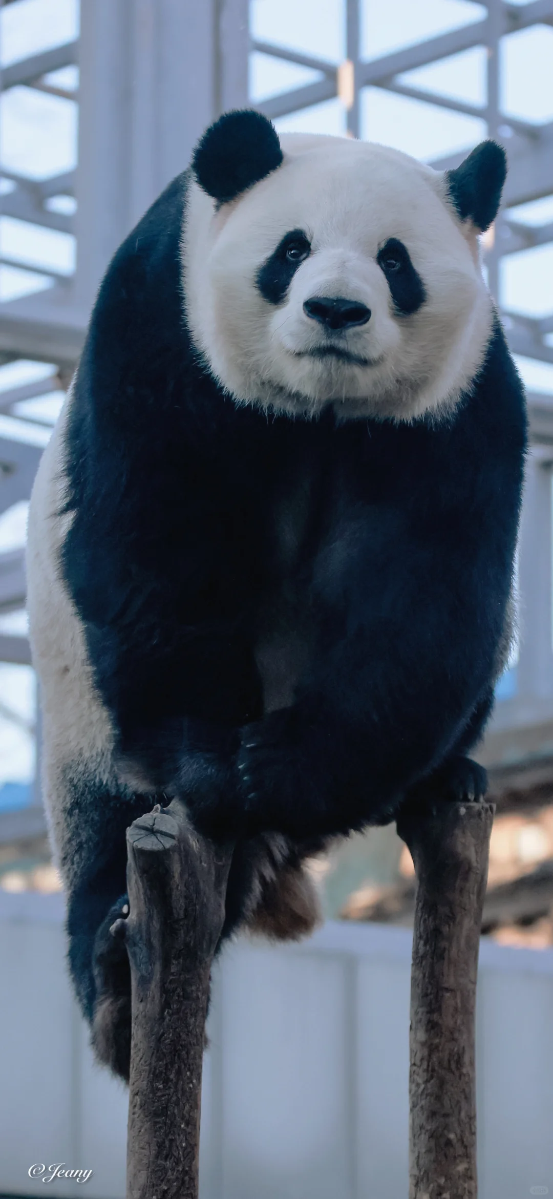 送出11月最后一天拍的萌兰一字马墙纸自取🐼