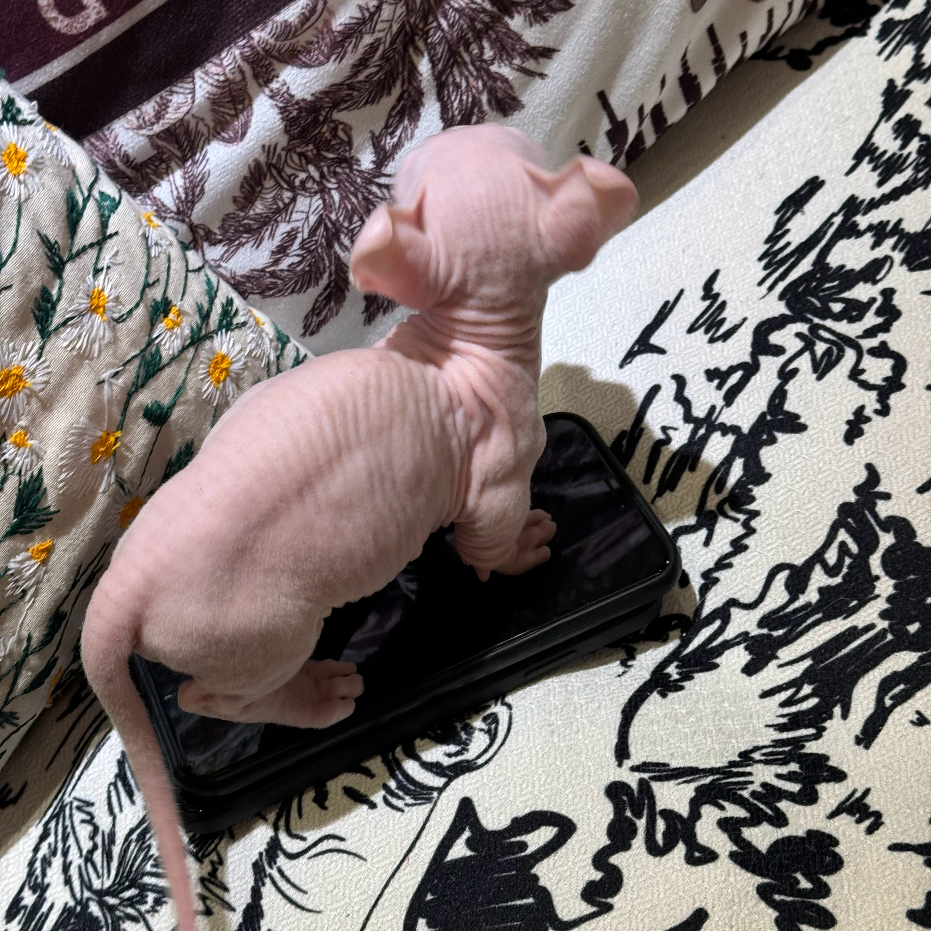 这玩意真的很上头🐈‍⬛娇姐独行侠～ ​​​