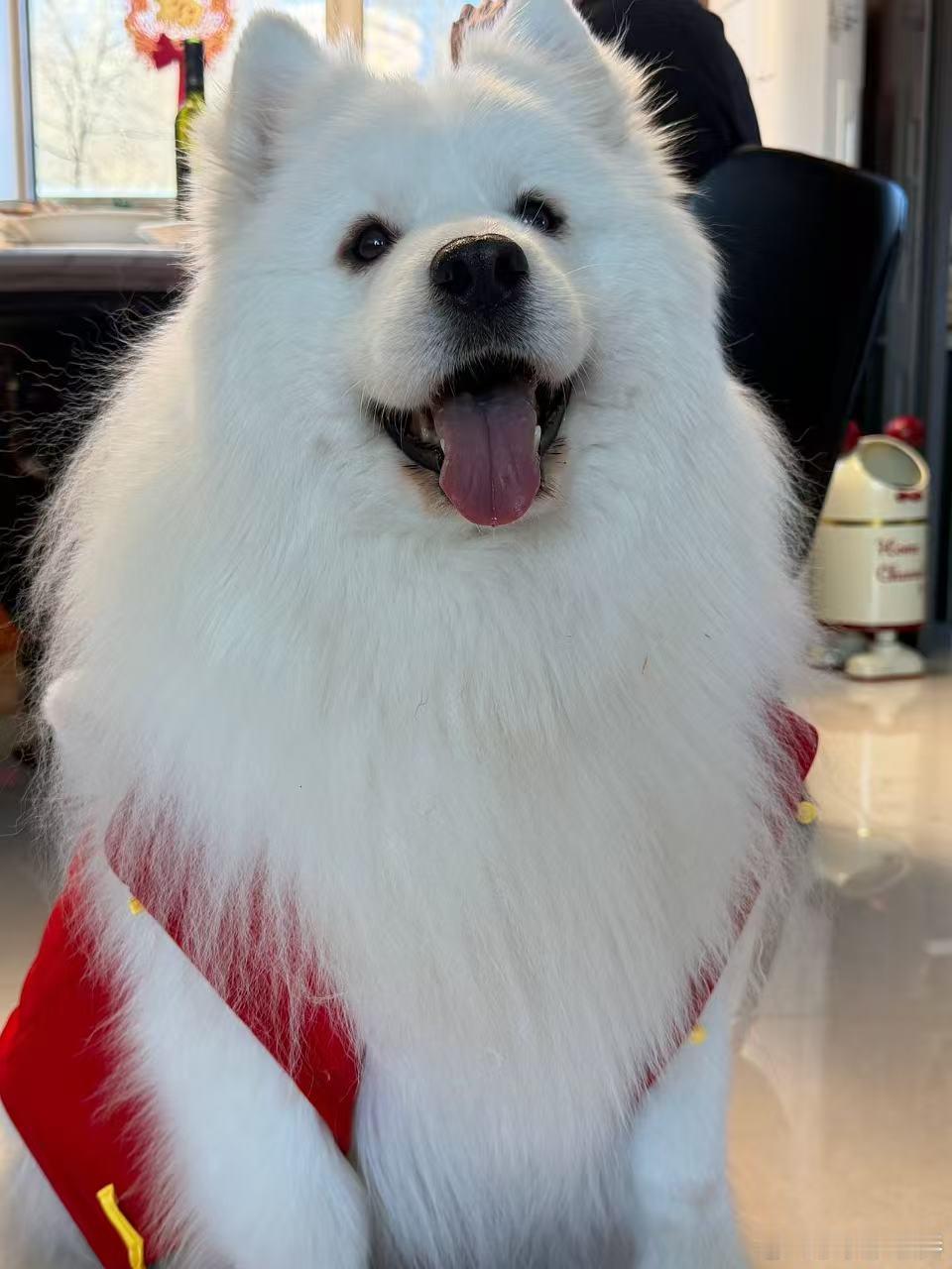 伞兵家的年夜饭收到伞兵的年夜饭邀请，这桌东北菜也太香了，我直接报名蹭饭！ 