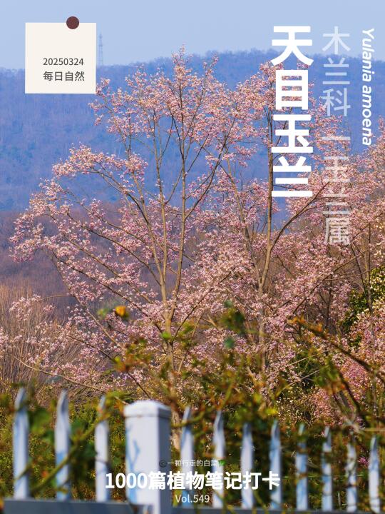 抬头！20米高空的花瀑正在淹没春天