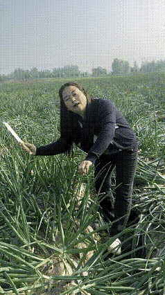 这东西是葱还是蒜？？？
