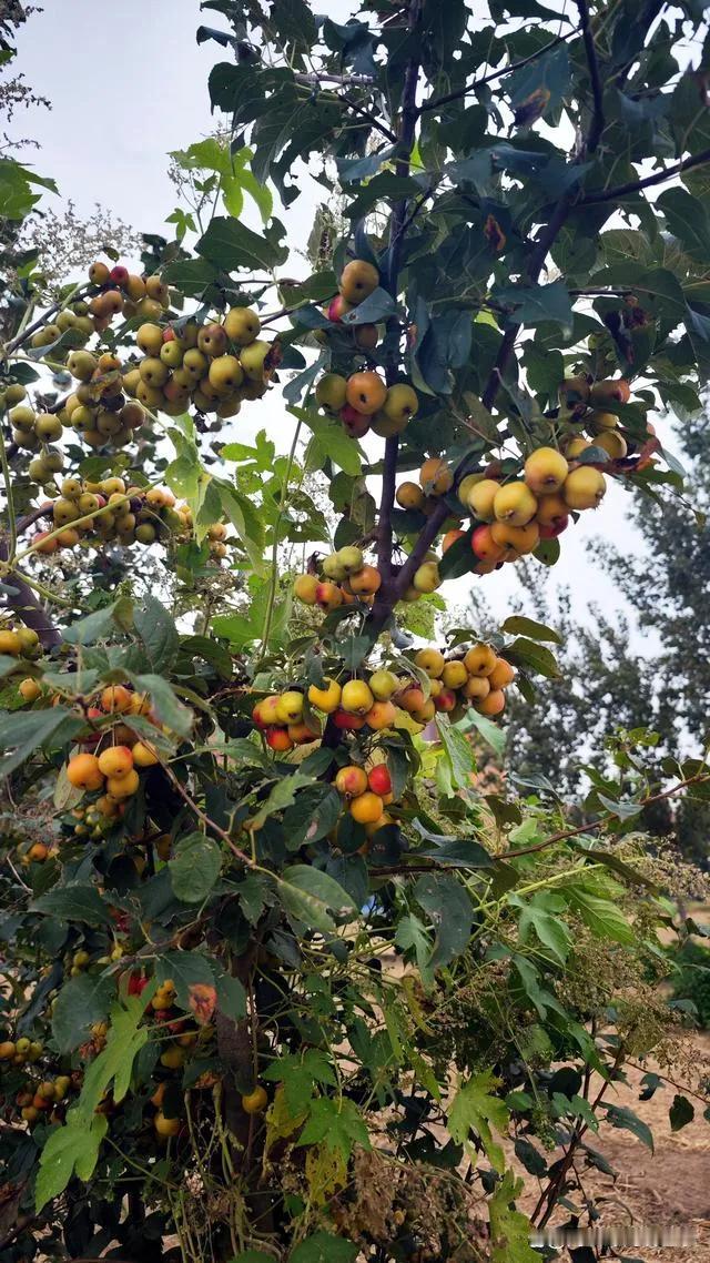 北方的秋
 
在北方，秋天的到来仿佛是一声号令。一场场秋雨缠缠绵绵、淅淅沥沥，让