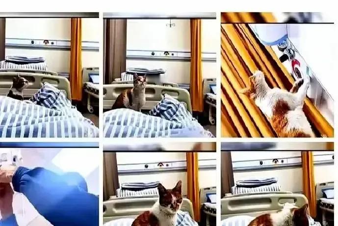 柳州社区诊所那只橘猫天天蹲在老主人的空床旁。
输液瓶快滴空它就跳上桌子一爪子拍呼