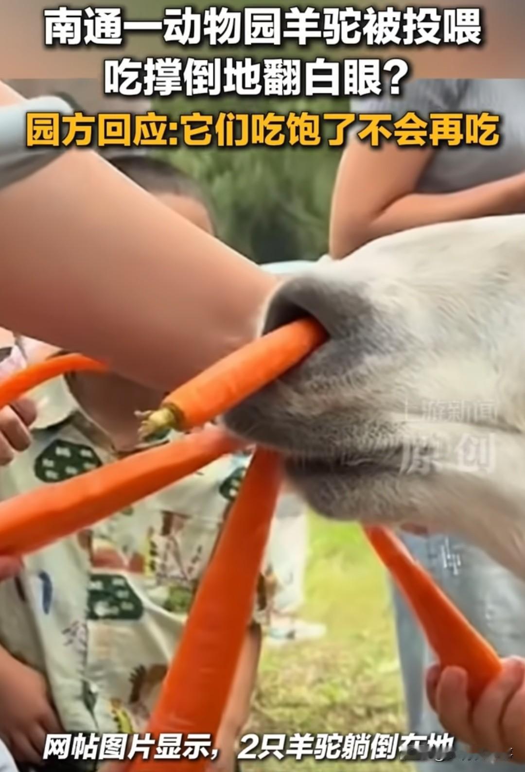 救命啊！南通动物园的羊驼居然被游客喂到翻白眼？！

刚刚看到热搜，南通动物园几只