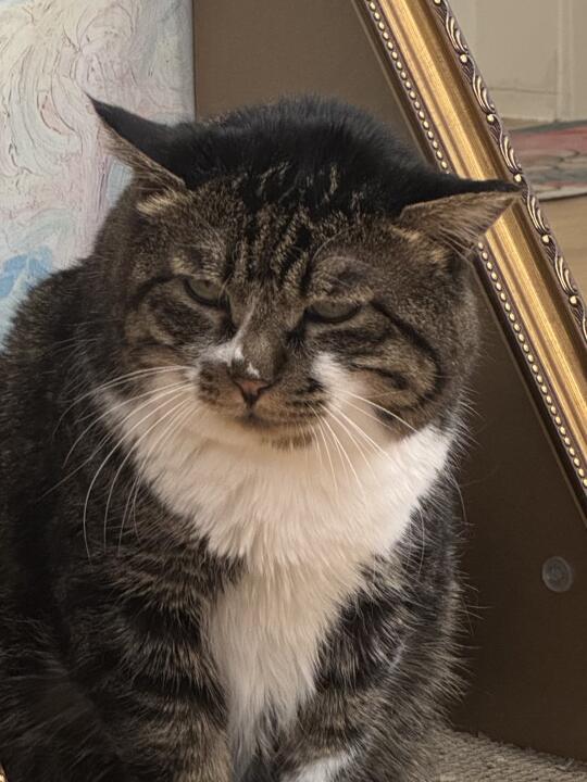 邪恶虎皮蛋糕表情包/丑照，哈哈～