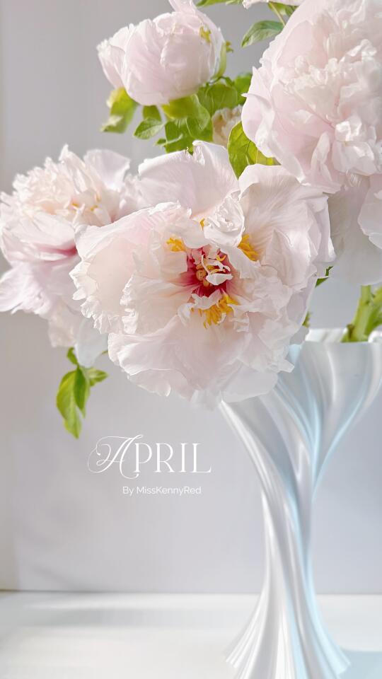 雨夜赏牡丹｜少则倾，中则正，满则覆