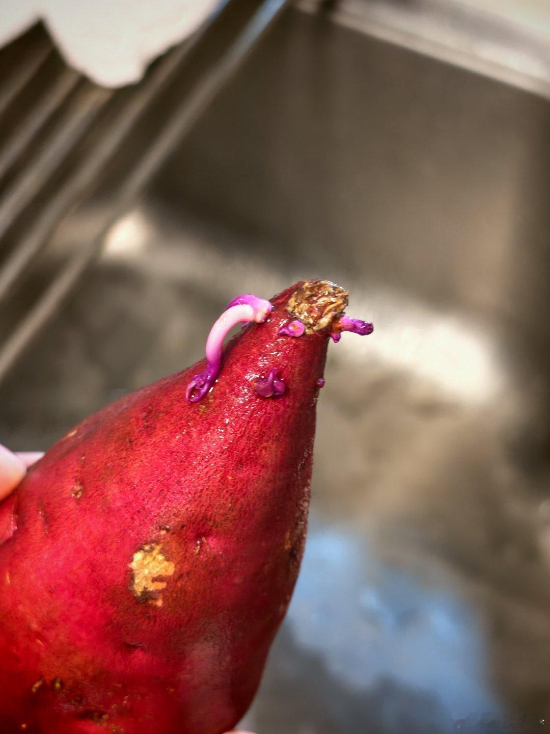 好奇一个问题红薯，土豆这些，长芽了还能吃吗