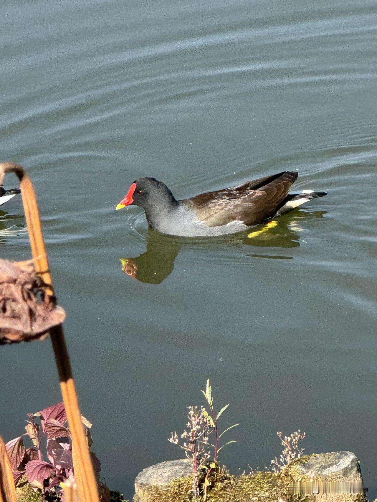 交换一张鸟类摄影照黑水鸡