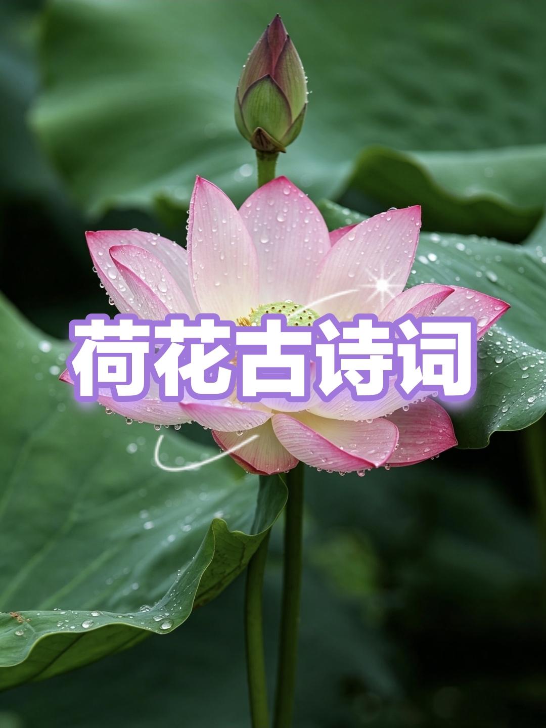 古人笔下的荷，
不与春争艳，不与夏争烈，
静静立于水中，
自带一份温柔与清欢。