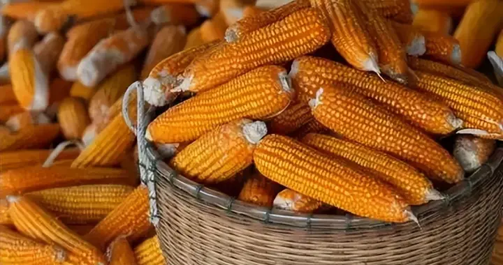 缅甸昔胜镇玉米种植户连续两年亏损深陷债务泥潭