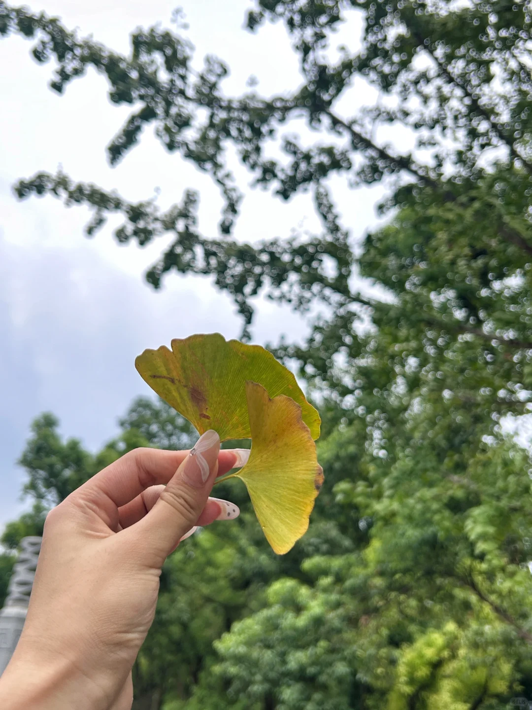 我来武大拾秋啦🍂