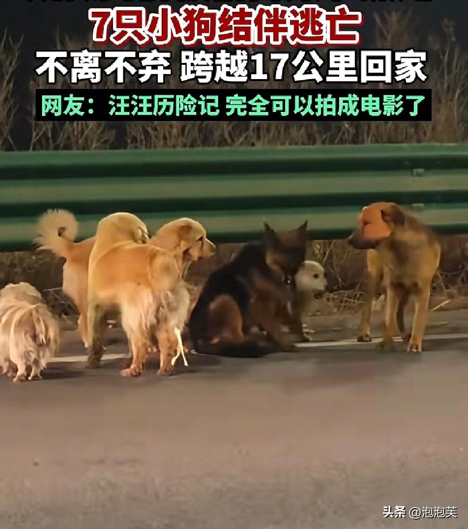 长春街头这一幕

比电影还感人

7只疑似被狗贩子抓走的狗狗，在运输途中合力咬破