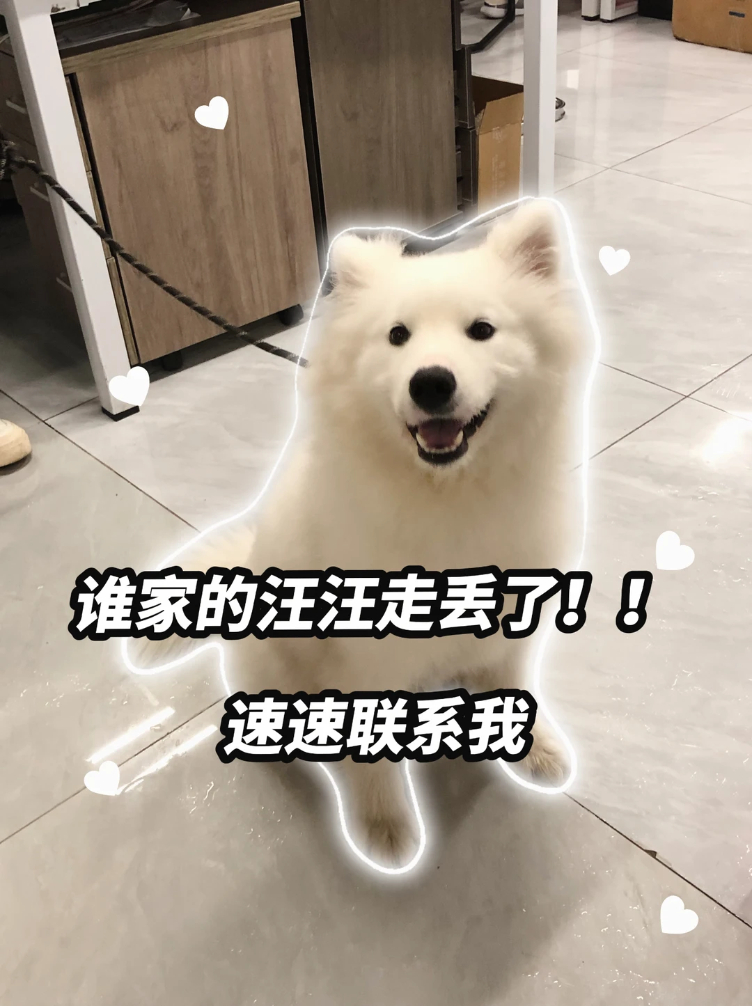 急求扩散，谁家的修狗儿走丢了‼️⁉️