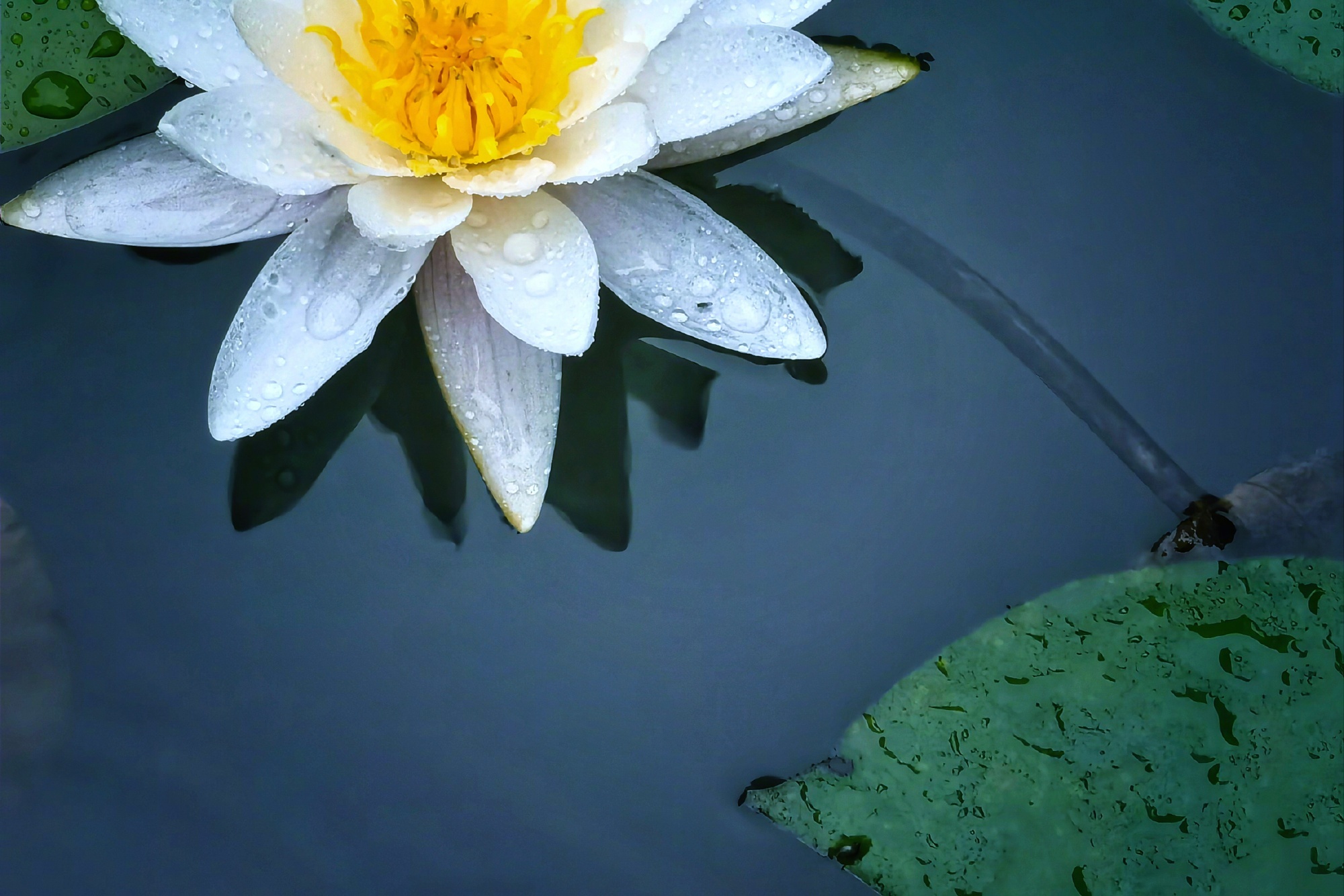 早安🌸周五愉快，微小的快乐，拼凑起完整的幸福，清晨的阳光，是生活递来的温柔情书