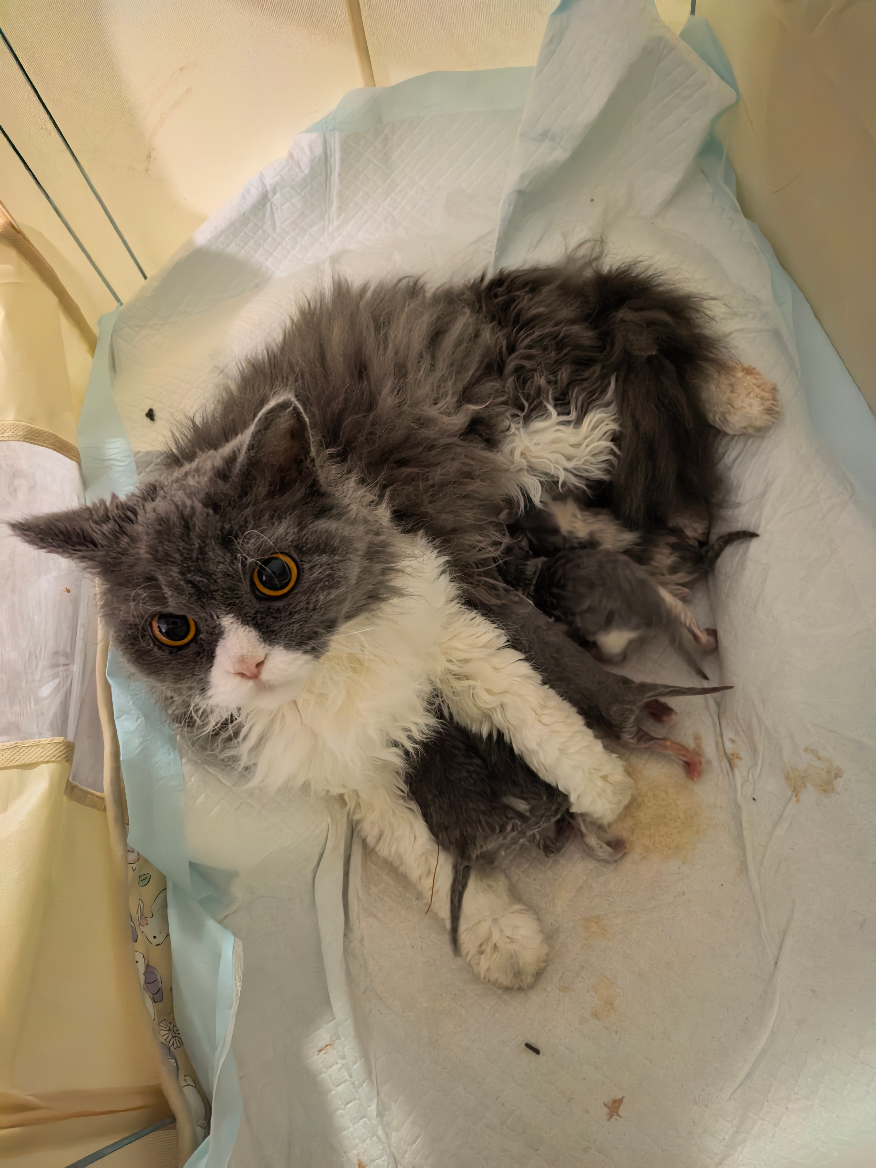 这猫猫当妈以后看她越发顺眼了 