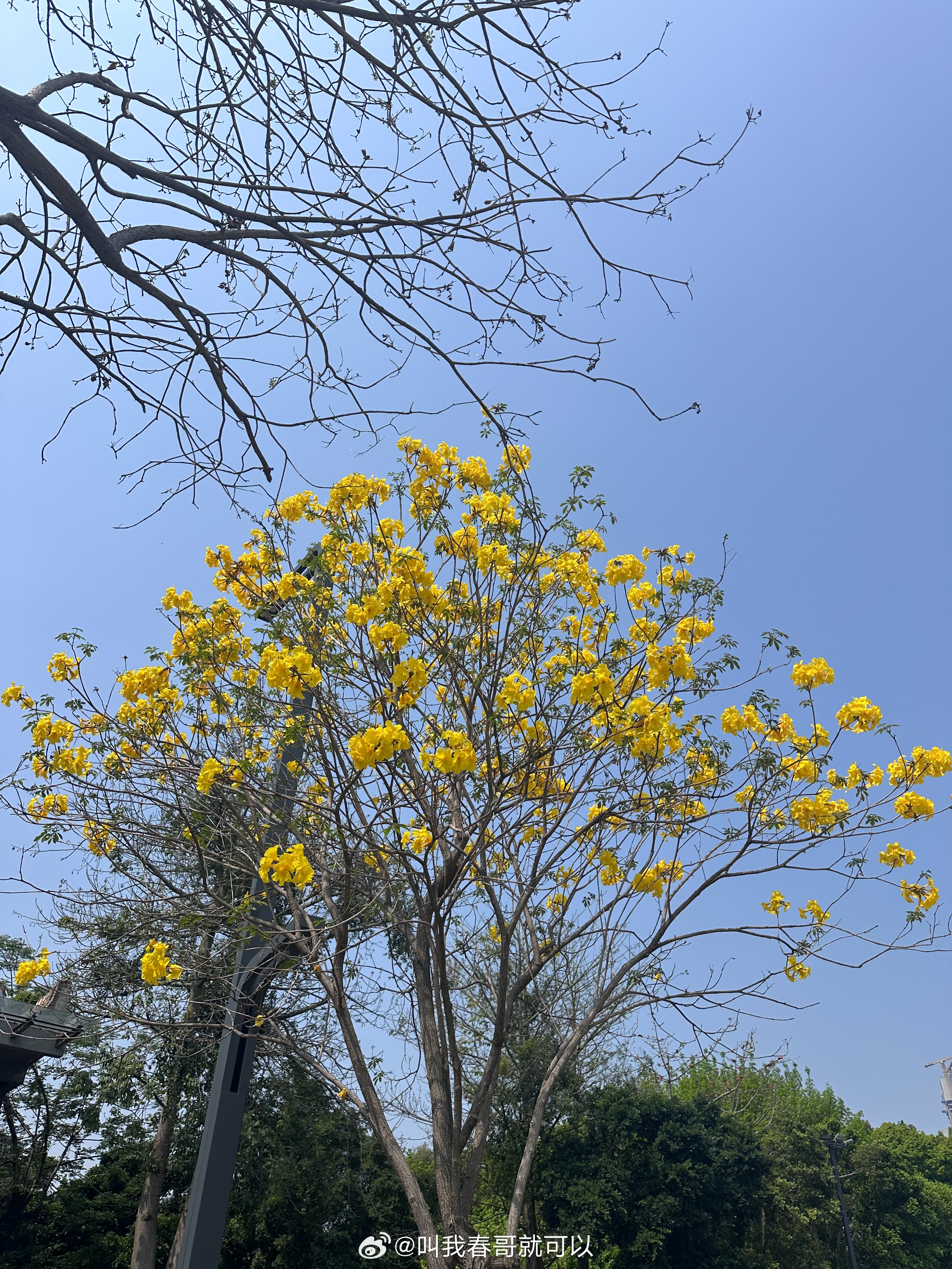抓住春天的尾巴，看看广州最近仅存的几棵黄花风铃木——其他的都已经凋谢了🥀 