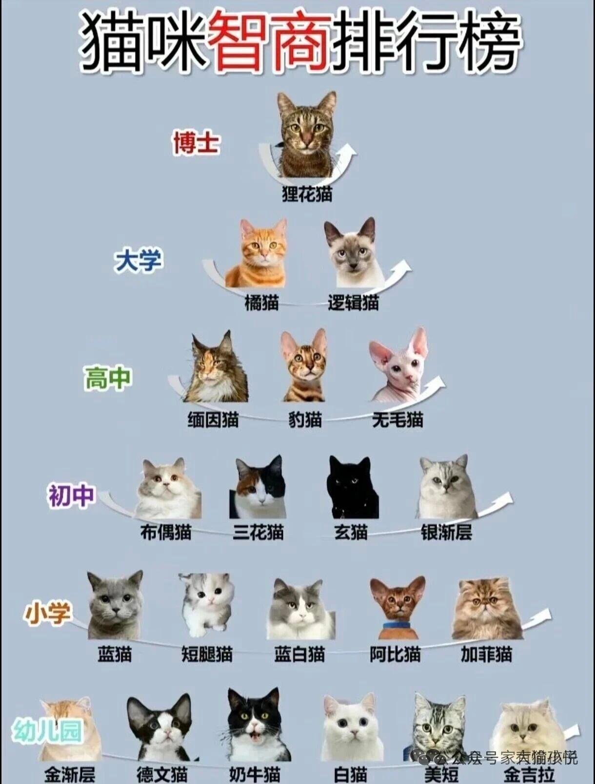 这么说来，我家养过一个博士（狸花猫），两个幼儿园（白猫、奶牛猫）[我想静静]
我