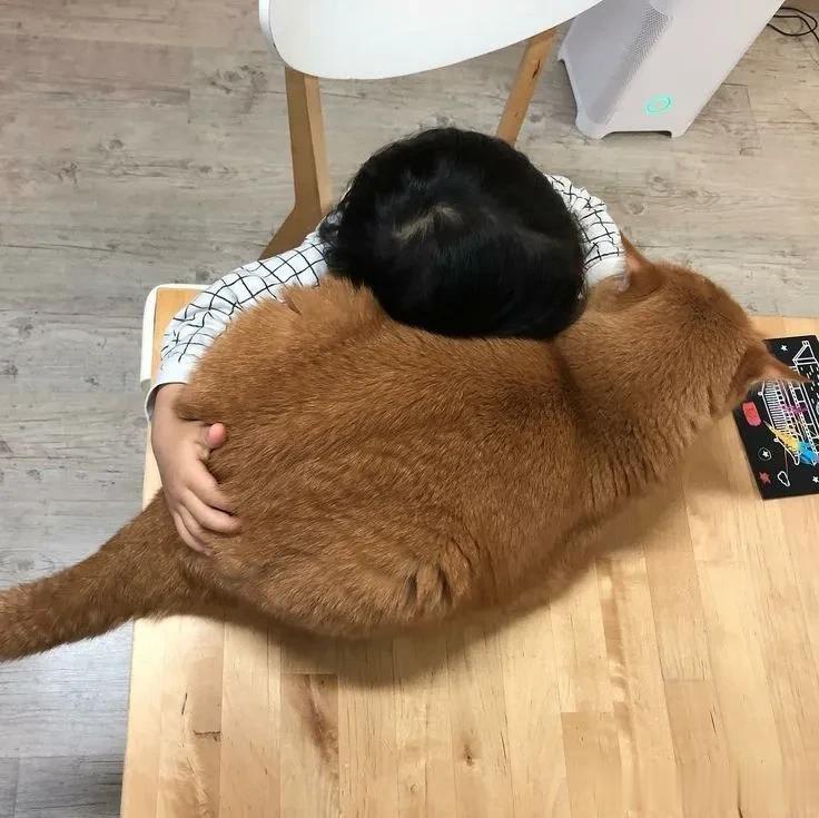 晚安，睡觉😴啦~
#猫咪# #萌宠# [来看我]#笑死不偿命#