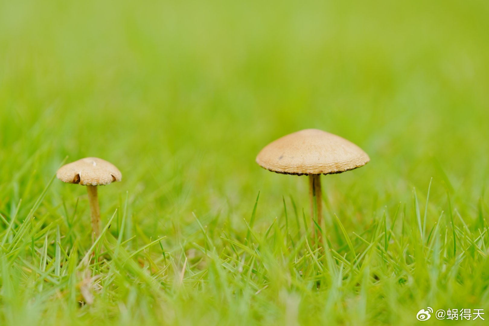 下雨天，这些小菌菇就喜欢疯长蜗的摄影日记微距摄影