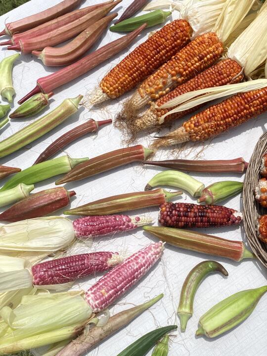 广州农场｜夏季丰收🌽
