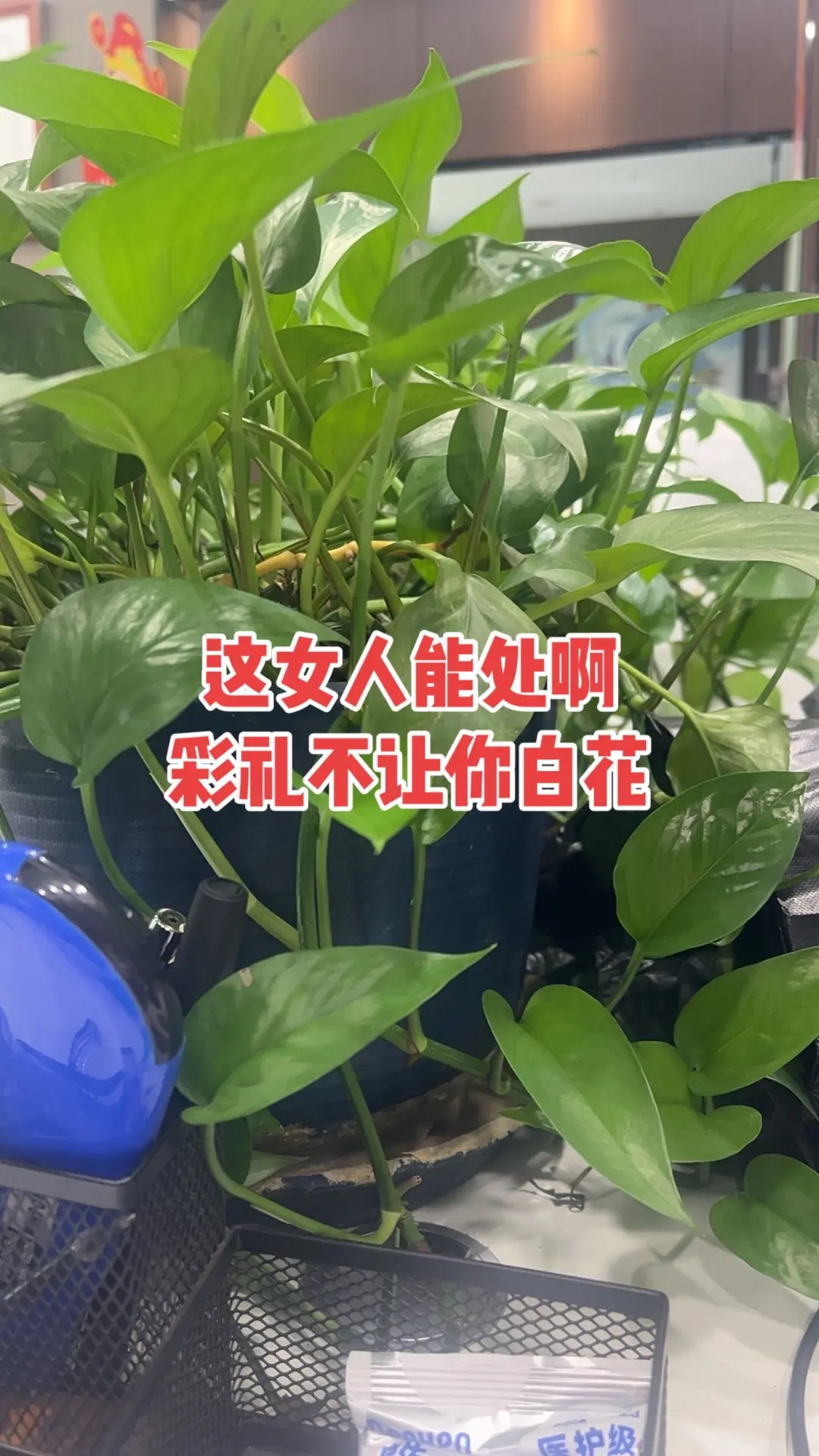绿植治愈一切