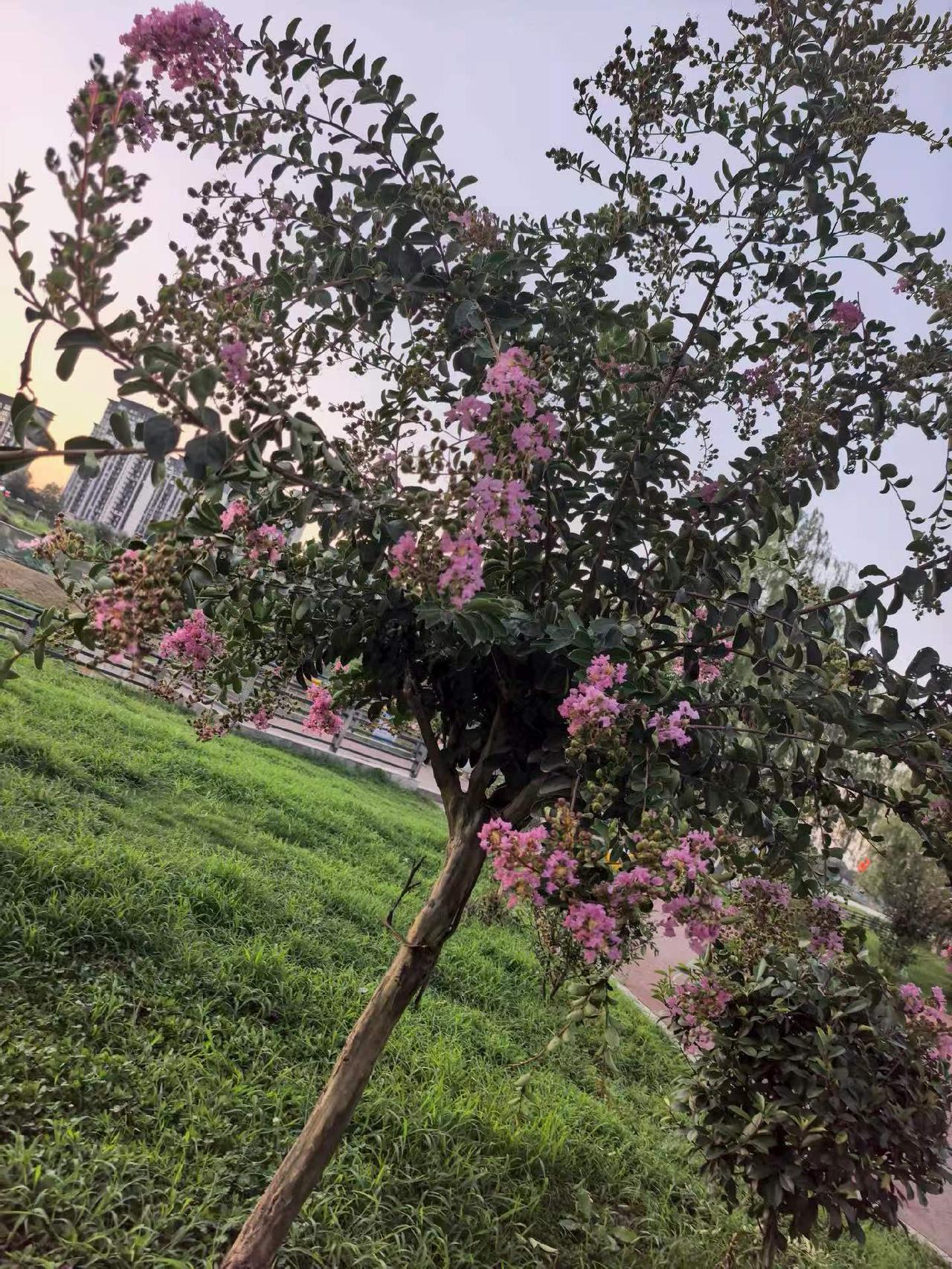 最美的花是百日红[呲牙]