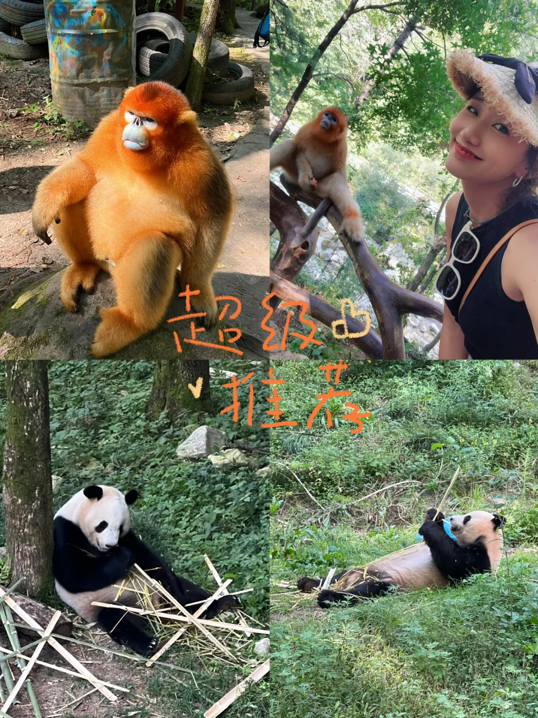 📍佛坪｜金丝猴和大熊猫🐼