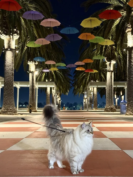刚洗香香的骄傲小猫出门玩把jio玩的黢黑
