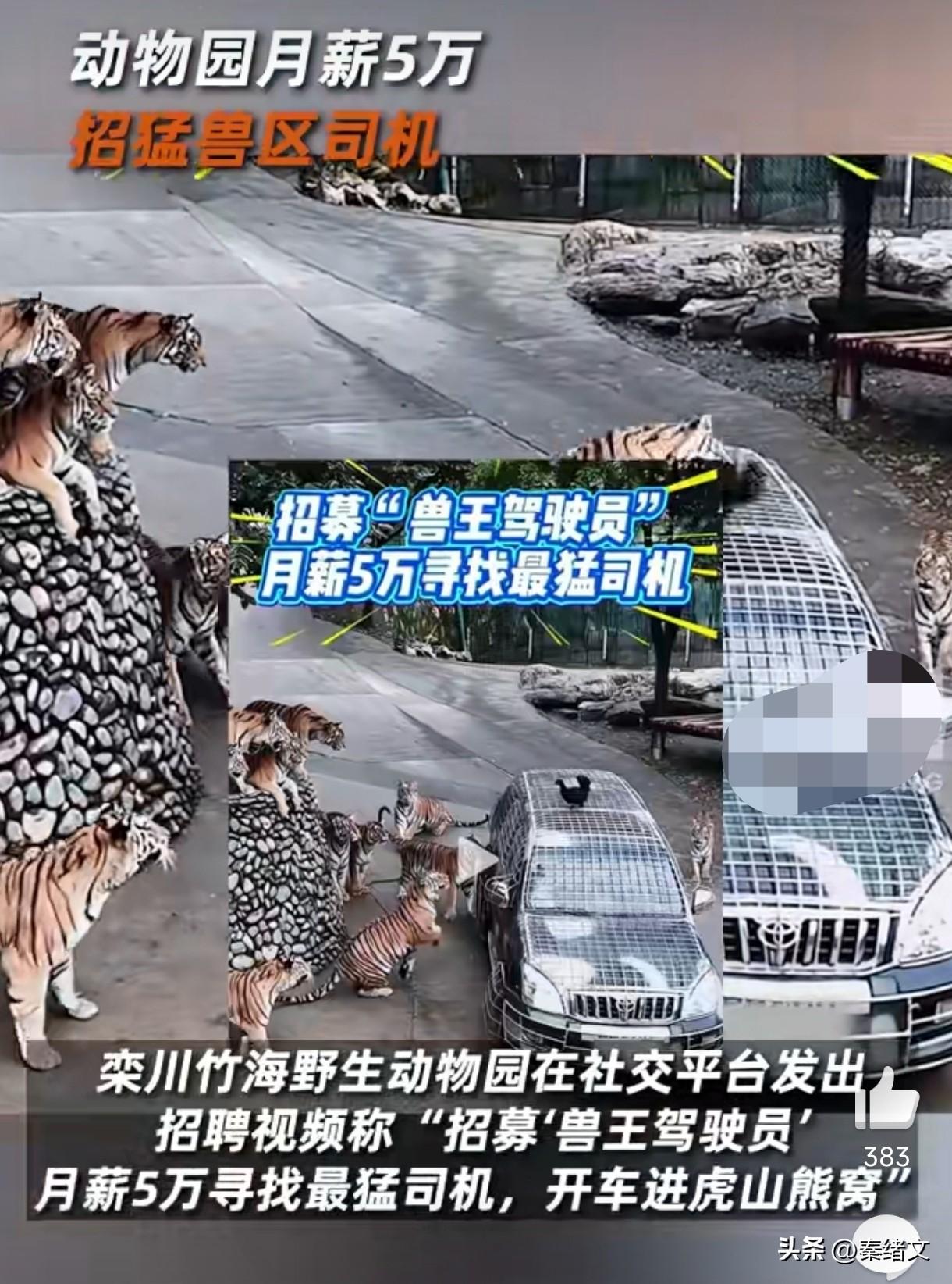 动物园5万招“兽王司机”！闯虎山熊窝的活，报名的人快挤爆了
 
最近河南洛阳有家