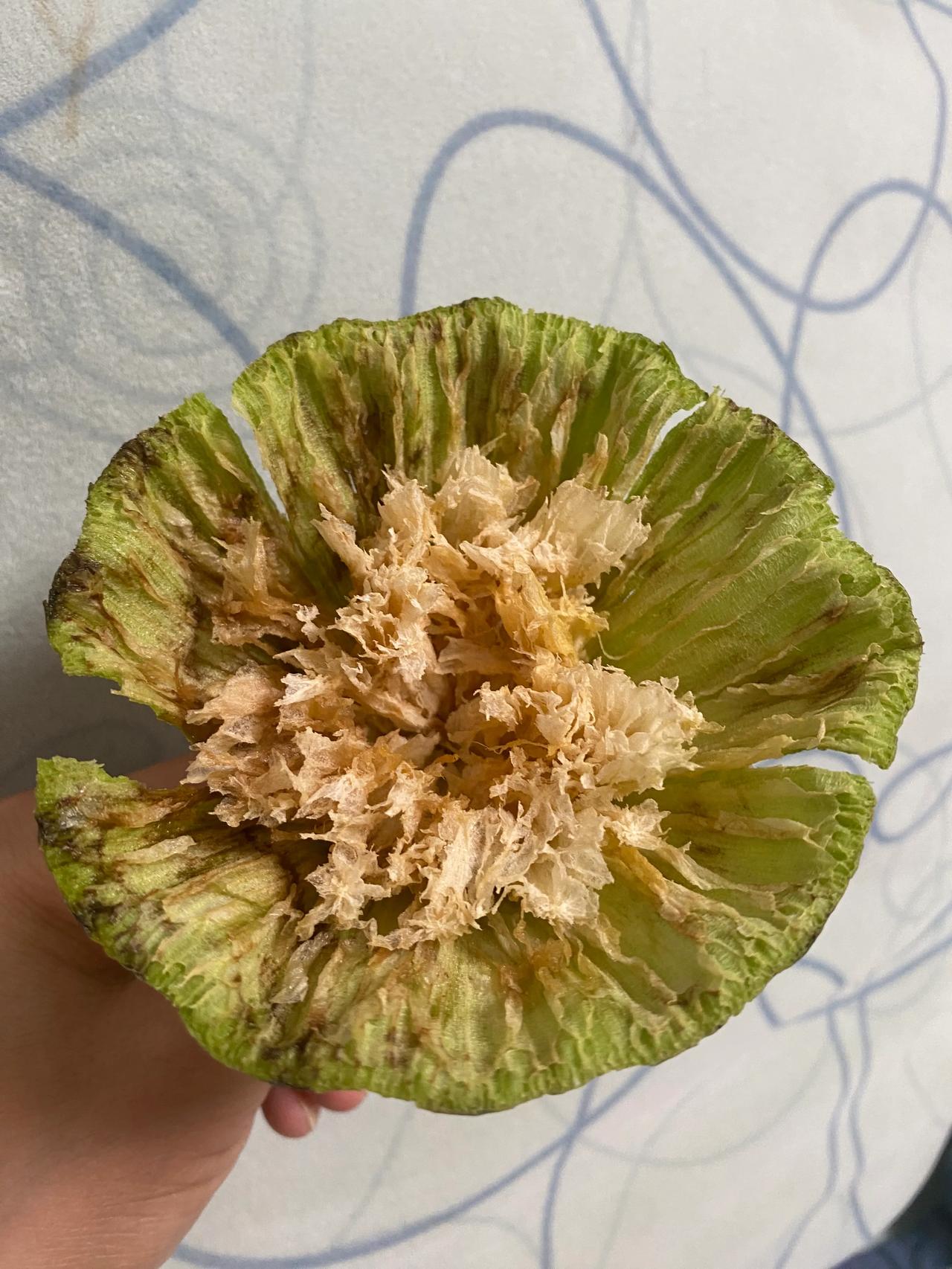夏天最养心的食物是莲子，剥开鲜嫩的莲蓬，露出圆圆的莲子，中间黄绿色的莲心并不苦。