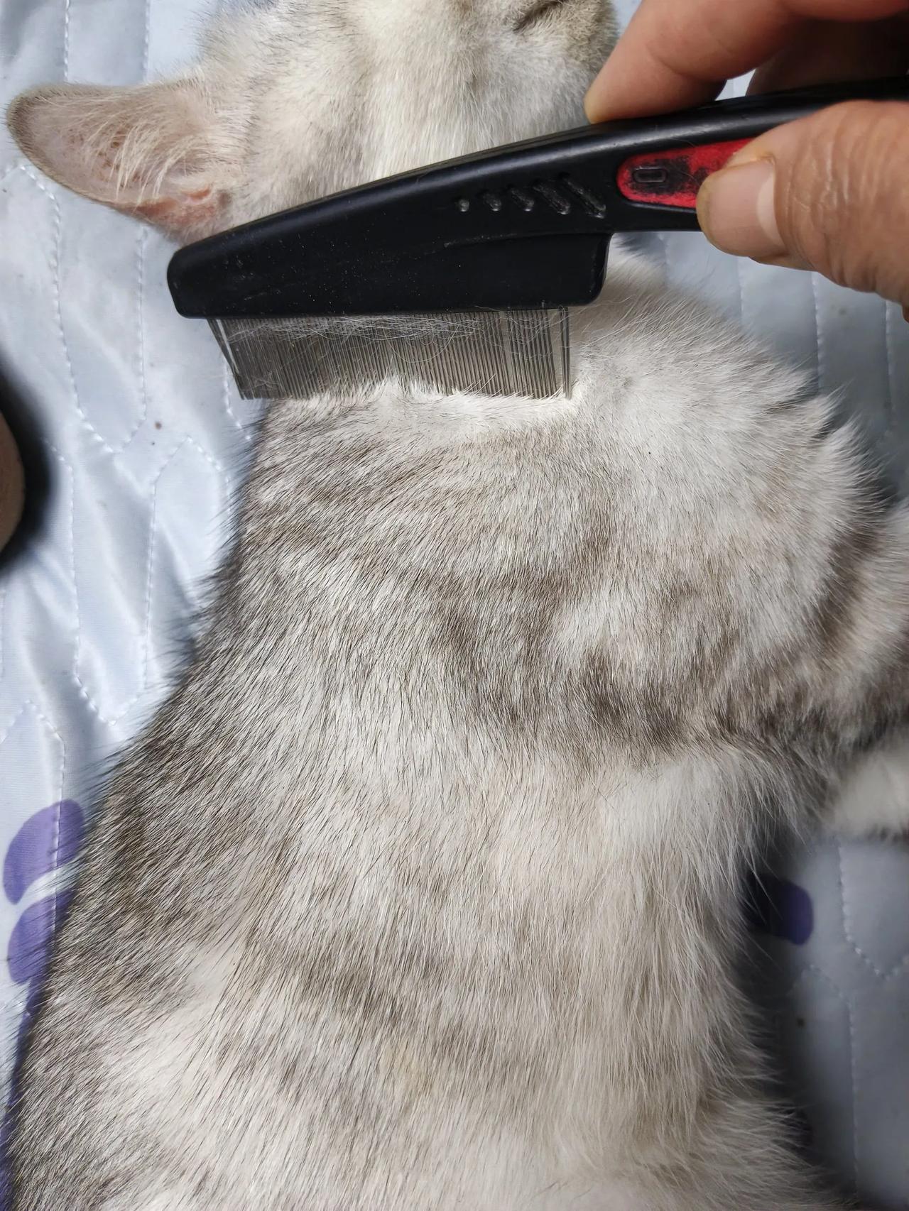 天热了，小猫身上开始长跳蚤了，儿子买了去蚤清，效果不好又买了滴脖子的，效果还是不