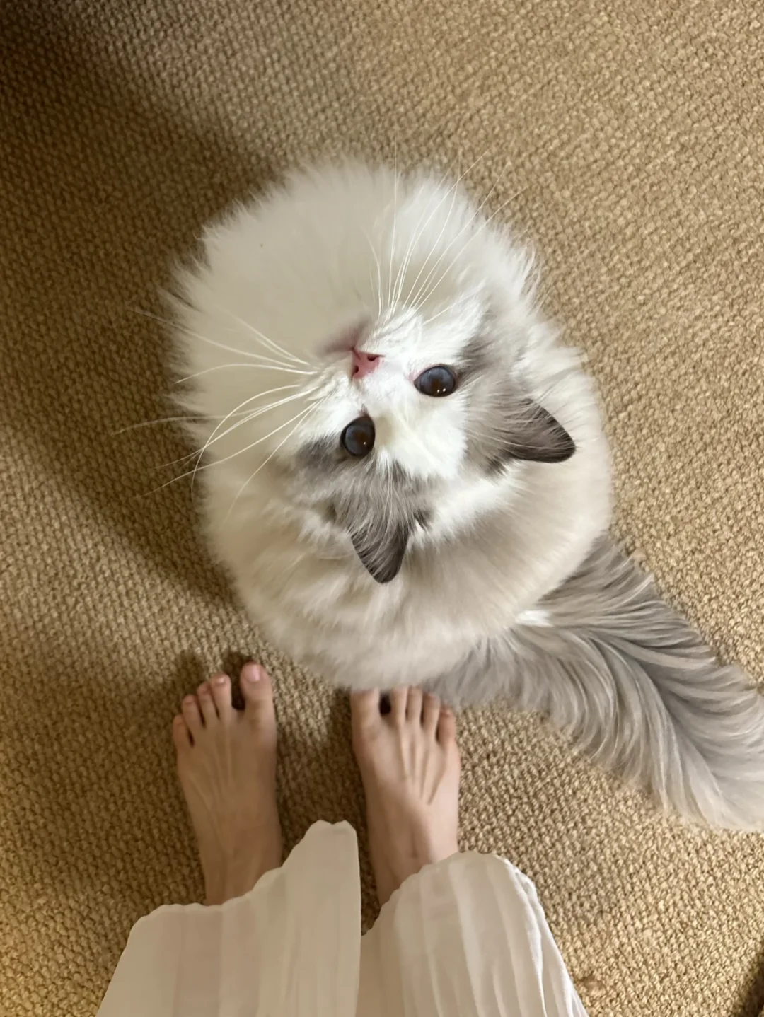 猫猫是世界上最可爱的生物