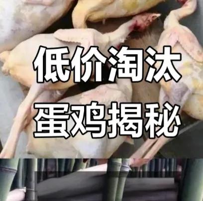 业内人士说说，董宇辉88元三只鸡利润空间有多大？50%有吗？淘汰的蛋鸡居然被包装