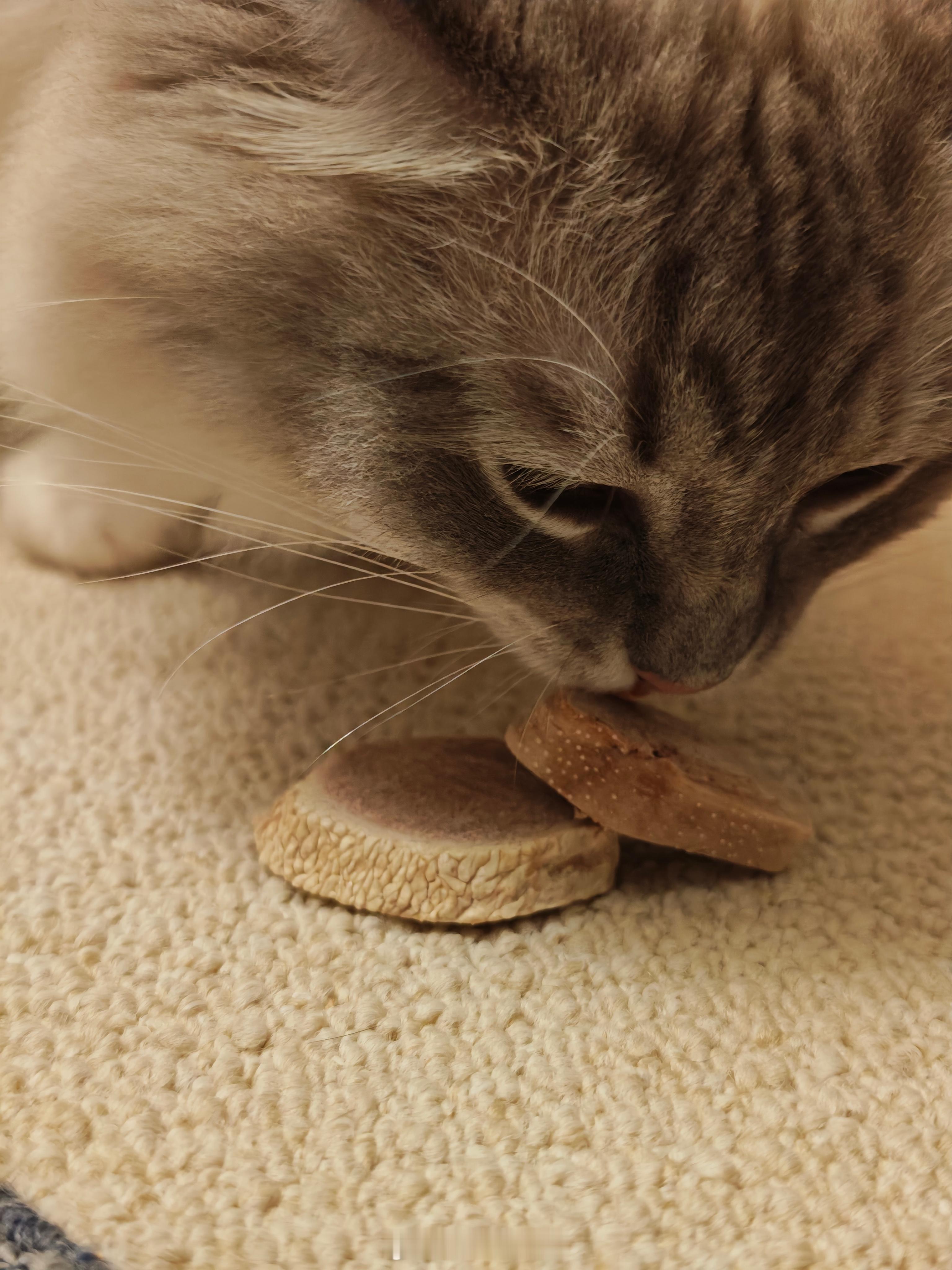 伊比利亚黑猪舌只有个别小块还算软软的小猫爱吃 硬的小猫呸呸 