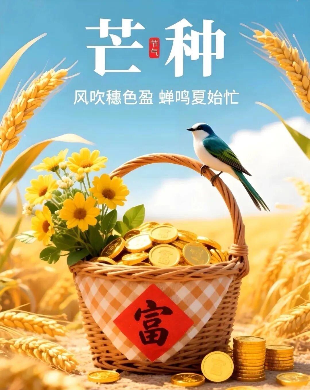 明日芒种，24节气之一，忙着收获，忙着播种，既有丰收的喜悦，也有耕耘的期待，人生