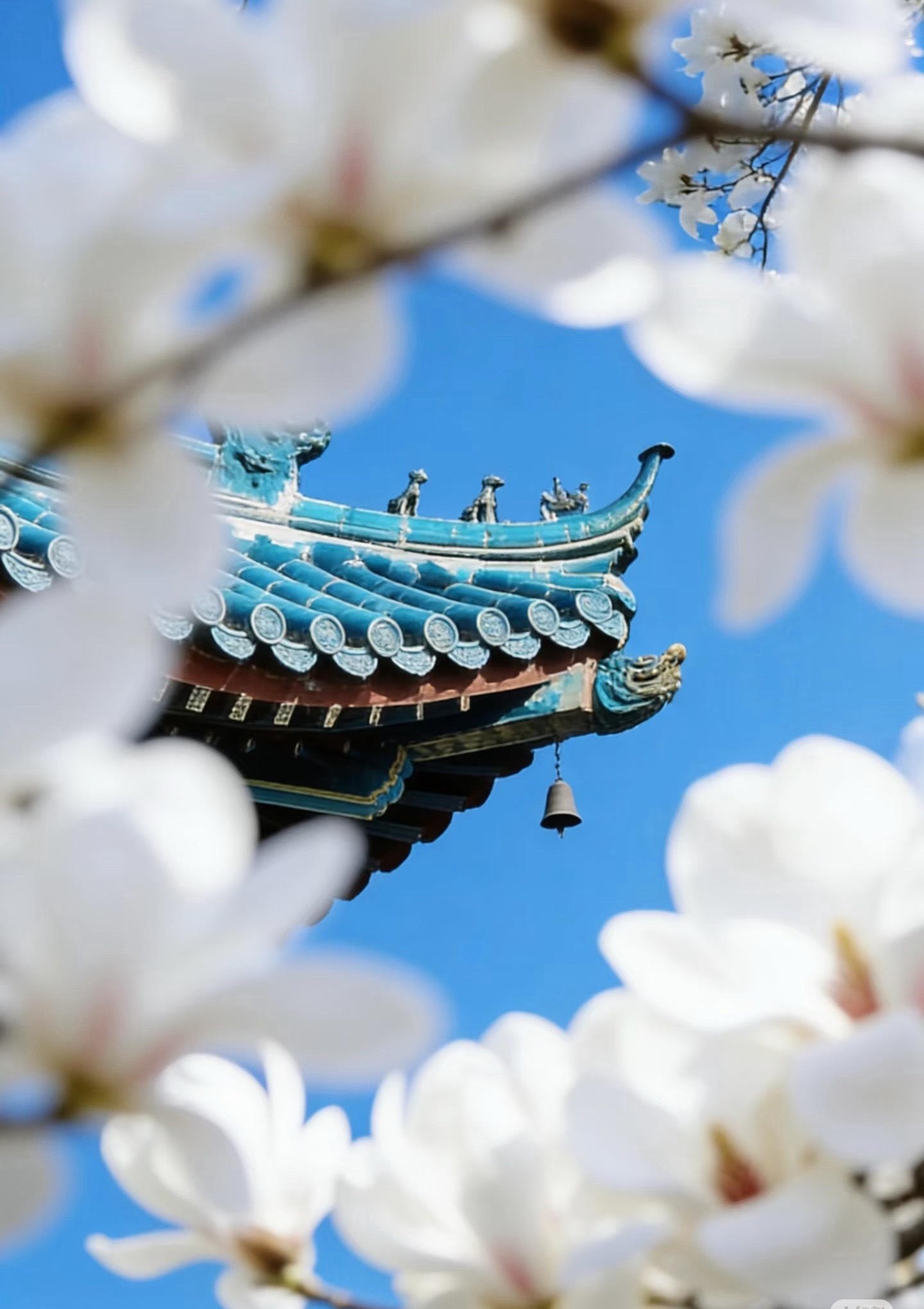 故宫壁纸又上新了拍花还得去故宫！玉兰季红墙映白花，檐角春风，一眼沦陷紫禁城春日浪