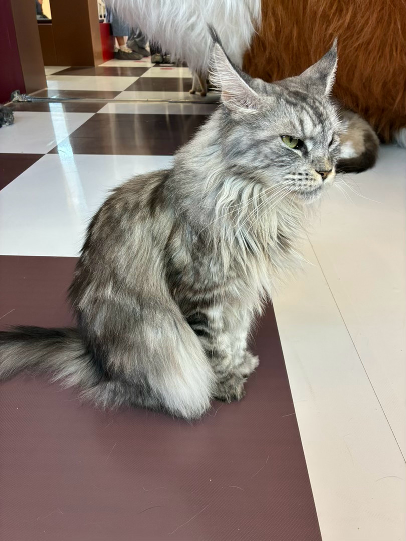 再不吸猫，猫就要走了 海口