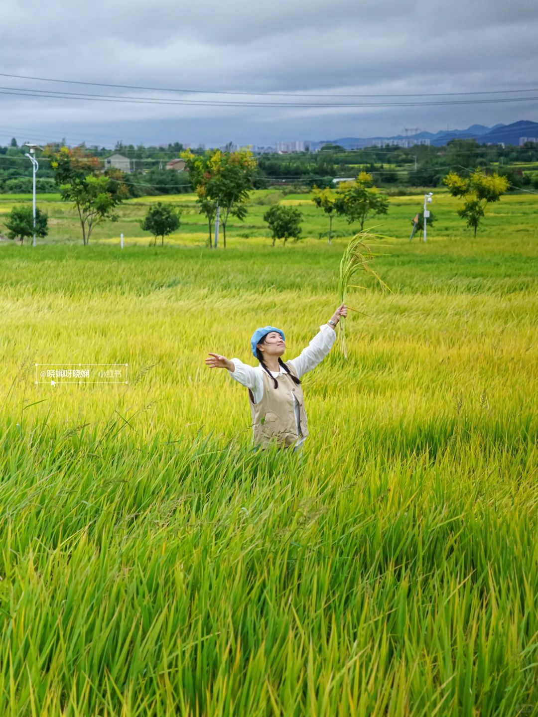 不用去大理🌾武汉周边就有超美的金色稻田