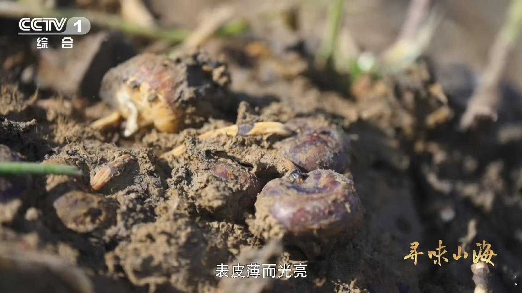 名字带马的水果你吃过吗南昌安义的马蹄绝了！沙壤里长出的果子皮薄肉白，咬一口清甜爆