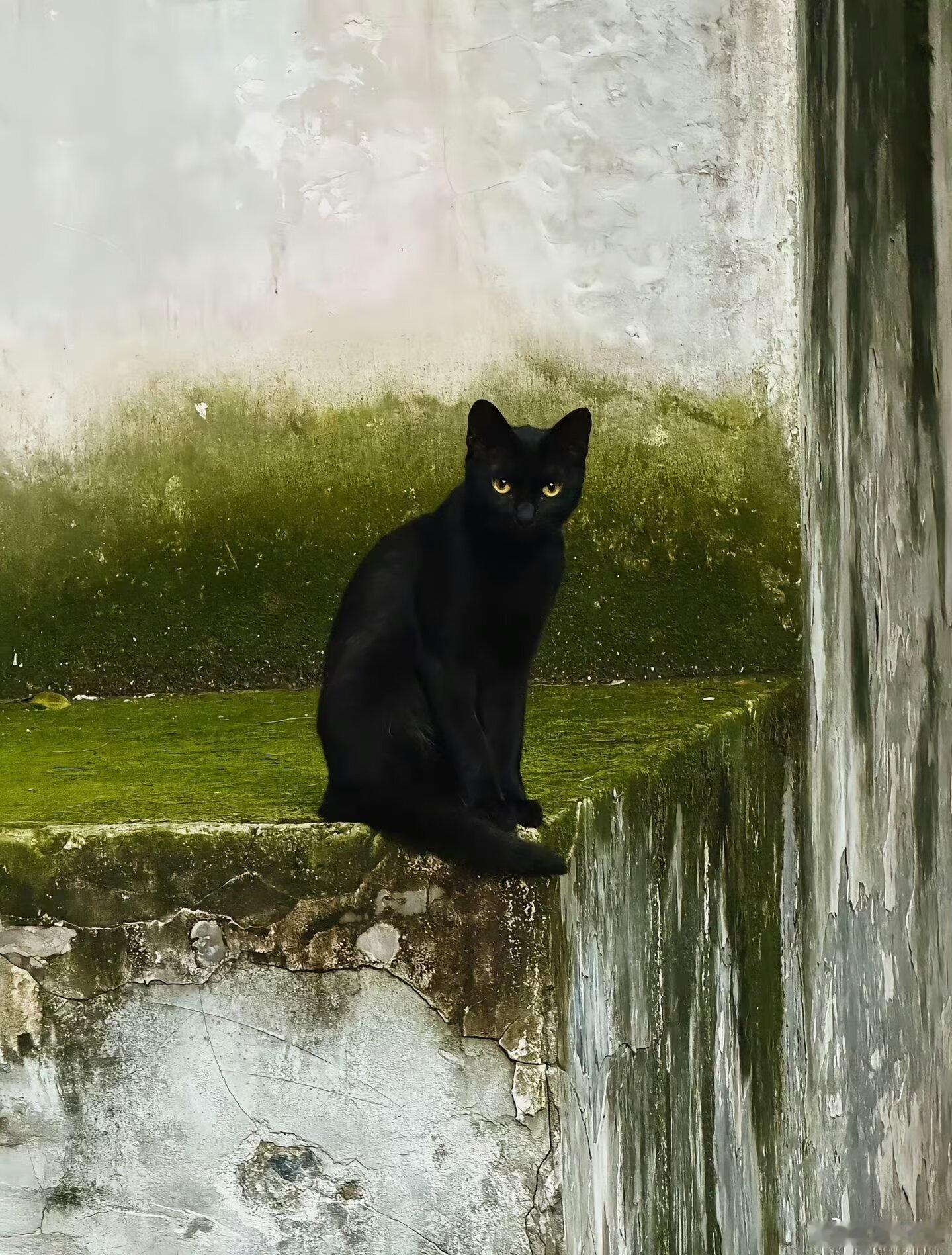小猫冷冷地站在那里就成了一幅画 ​​​