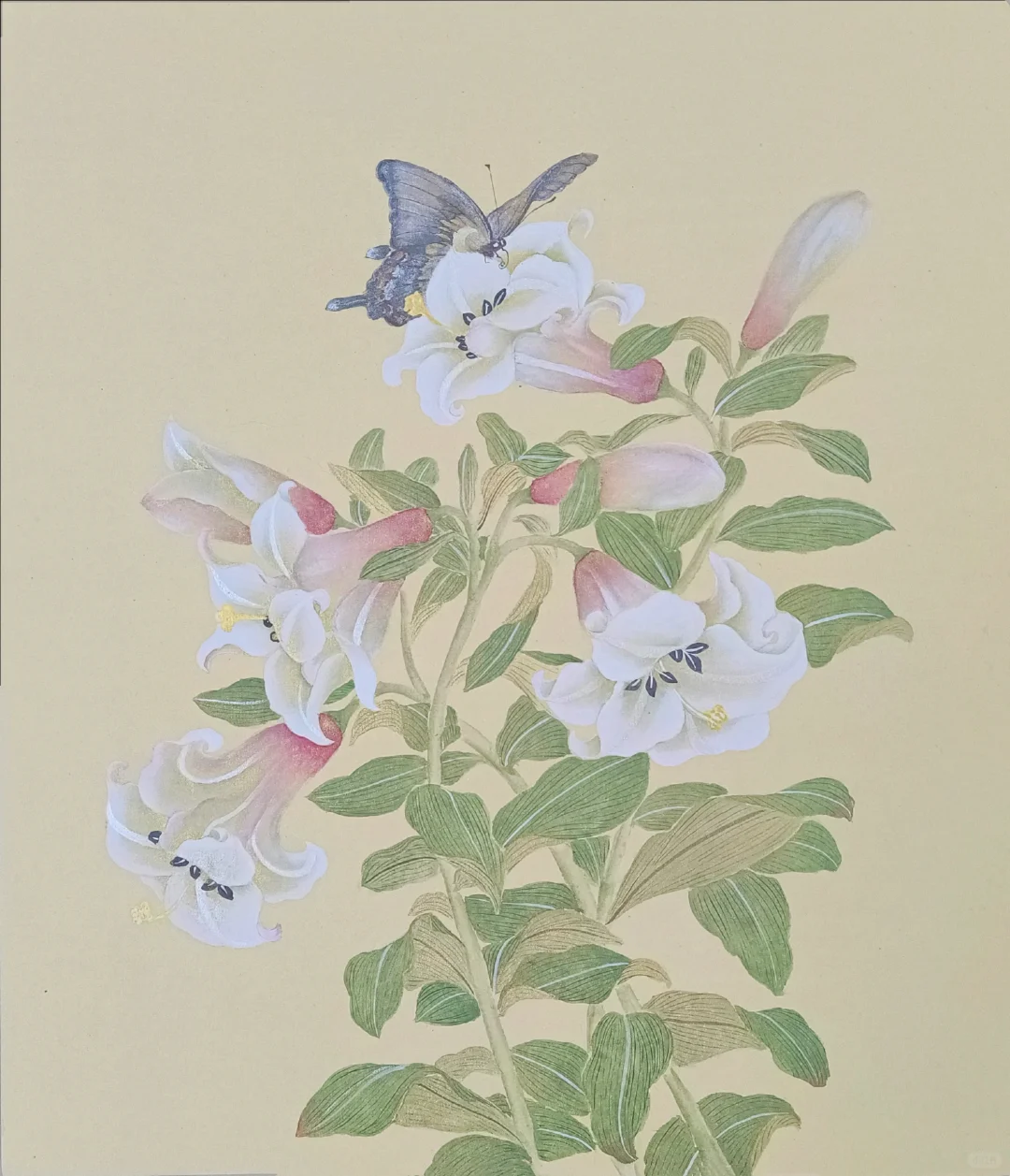 没骨画‖百合花