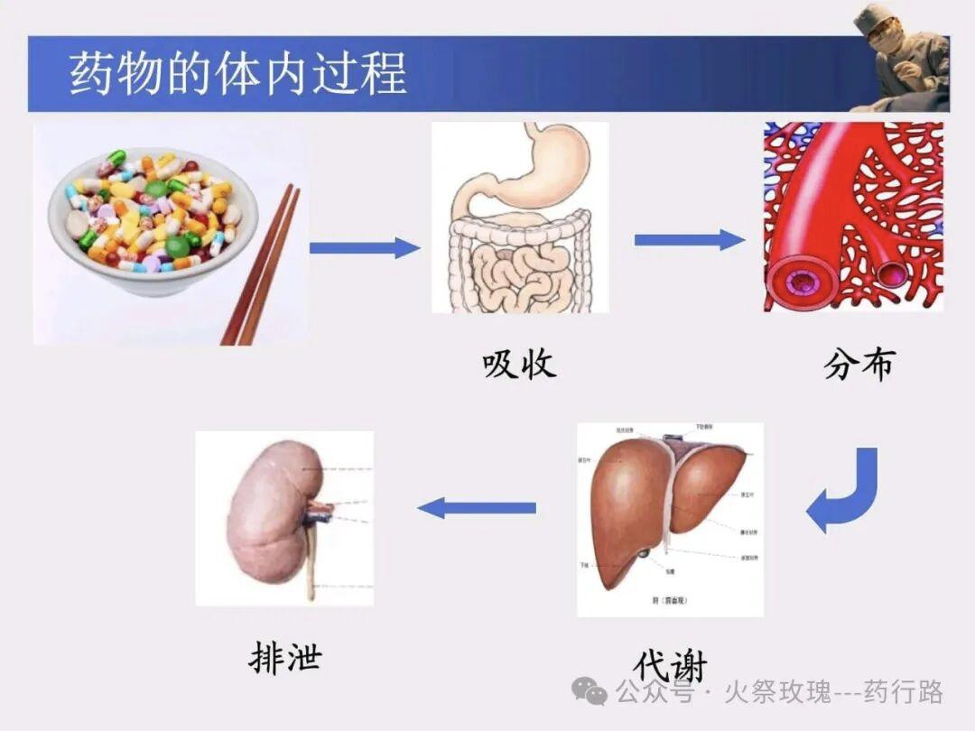 药物是如何被身体吸收的？揭秘药物进入身体的“奇妙旅程”
相信很多人在服药时都在想
