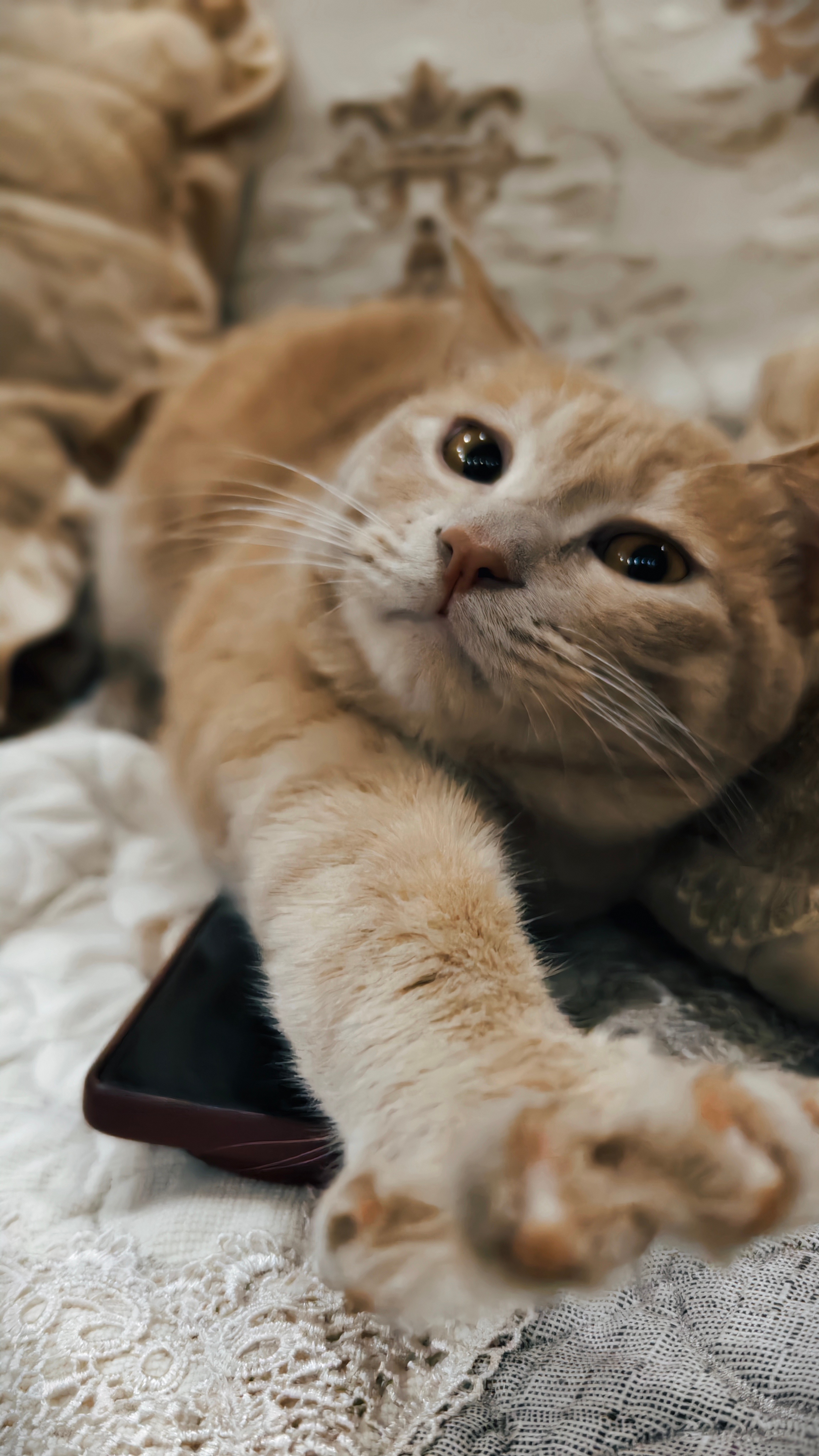 我妈给我发来的热乎的橘子美图！趴在手机上睡觉觉的橘🍊怎么～你也喜欢X200 U