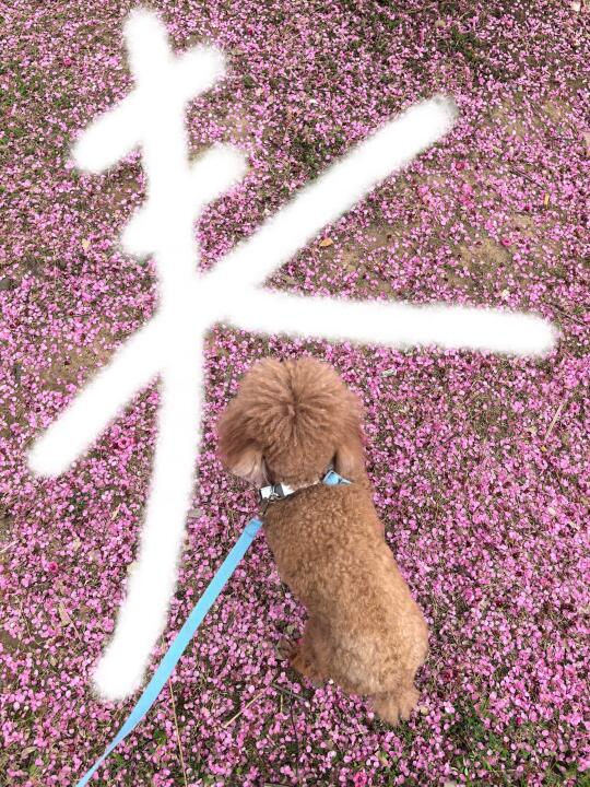 一起走花路啊