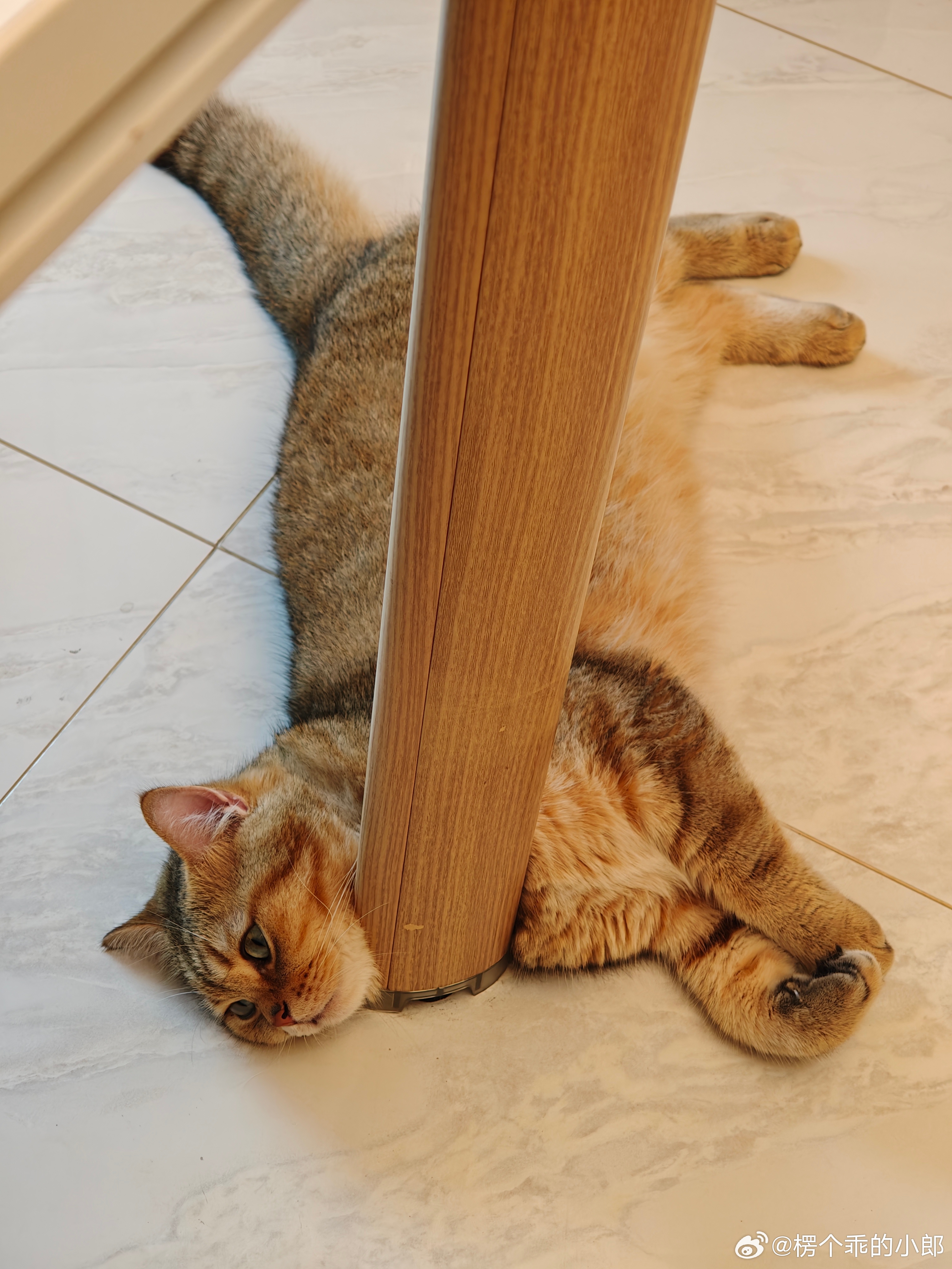 各种睡🐱 ​​​